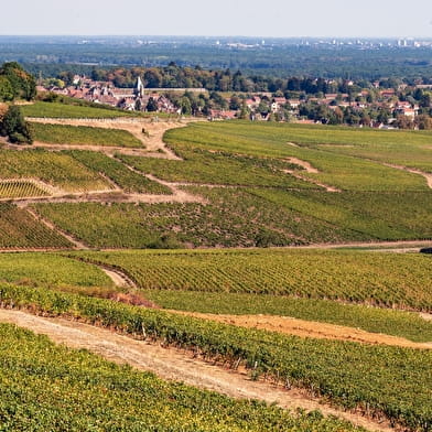 Petit Tour de Bourgogne à Vélo