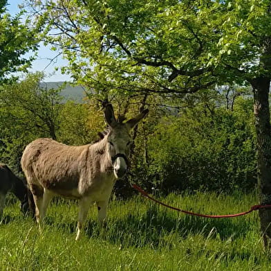 Yourte mongole des Olé-Ânes