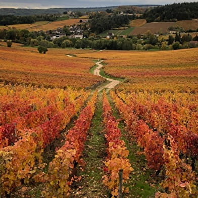 Au Cœur de Vignes