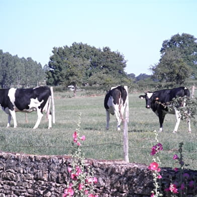 Les Chevêches aux Yeux d'Or