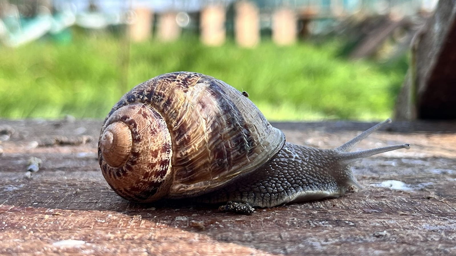 Les rendez-vous bressans : les escargots d'Amandine