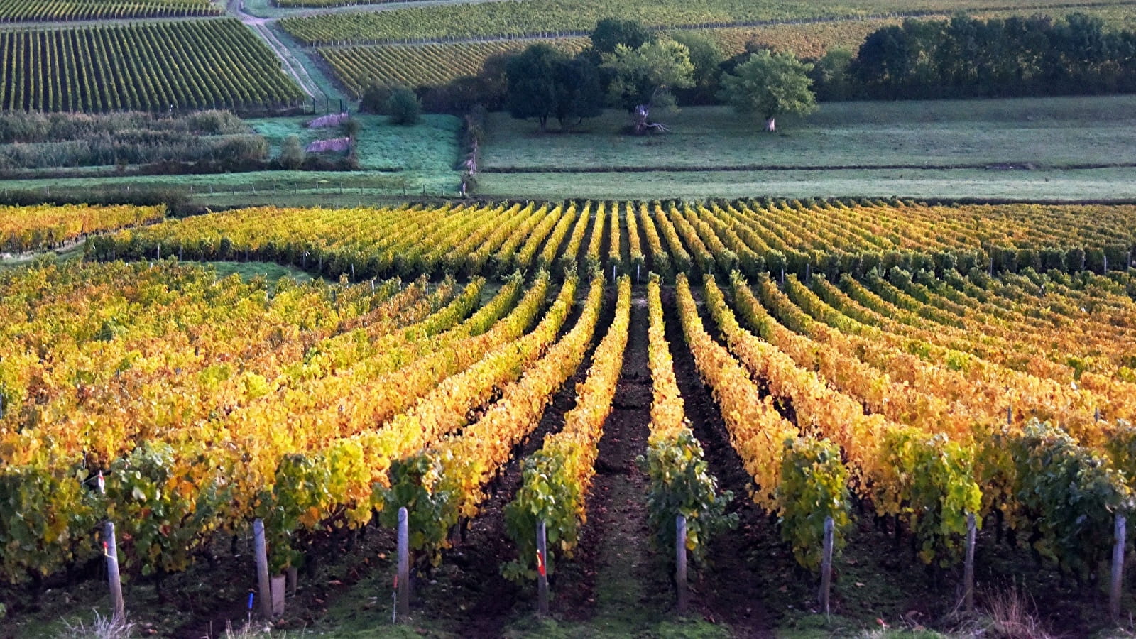 Les balades viticoles en Côte Chalonnaise