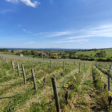 Immersion dans les vignes