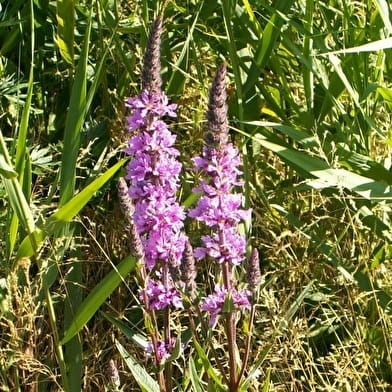 Zone Natura 2000 de Saint-Martin-du-Tertre