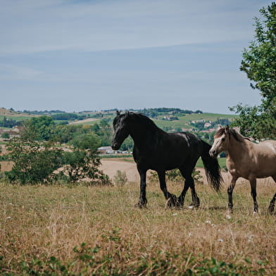 Domaine des Chailloux