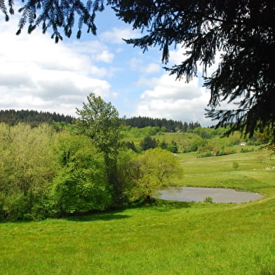 Entre étang et forêts 