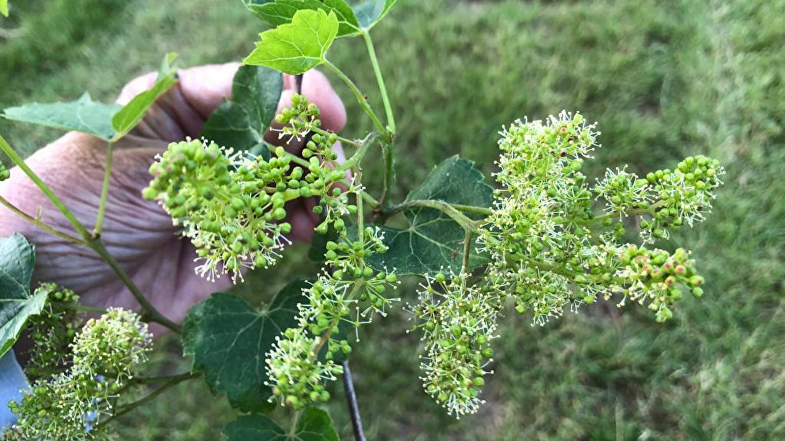 Les mystères d’une plante millénaire !