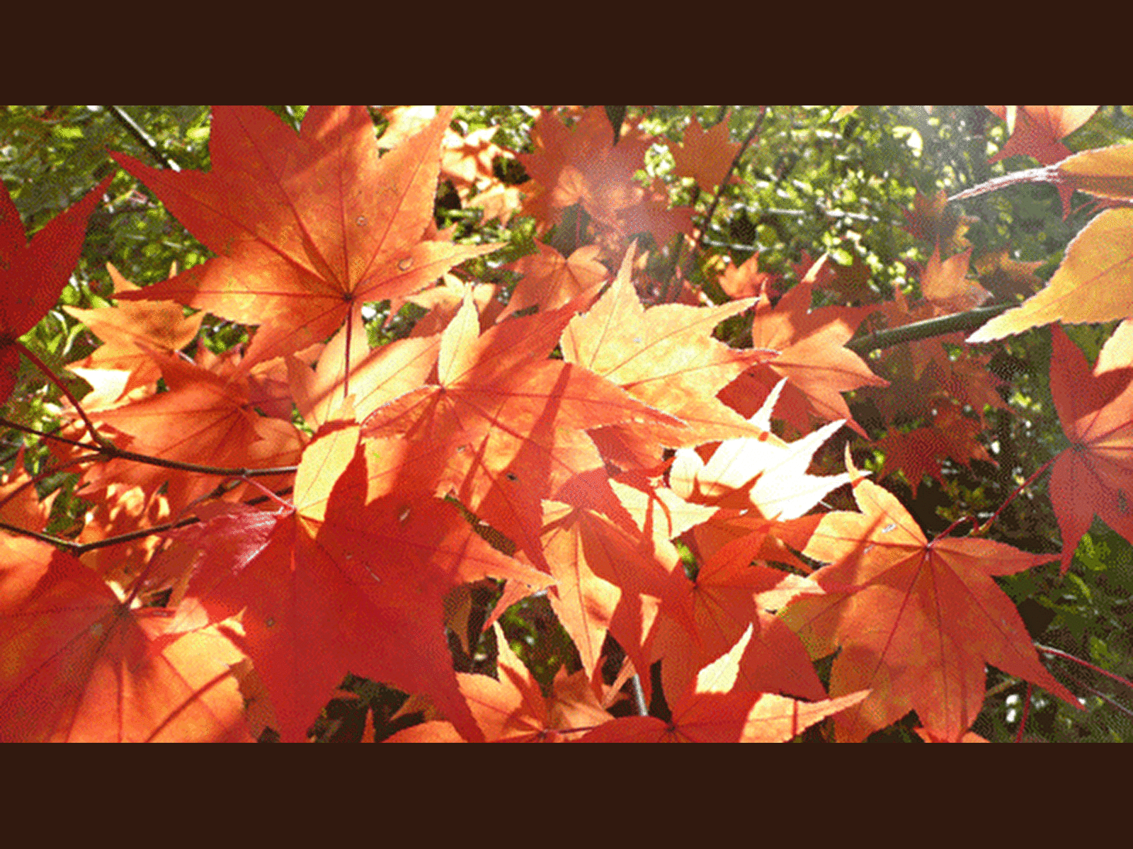 Arboretum Les Feuilles Fleuries